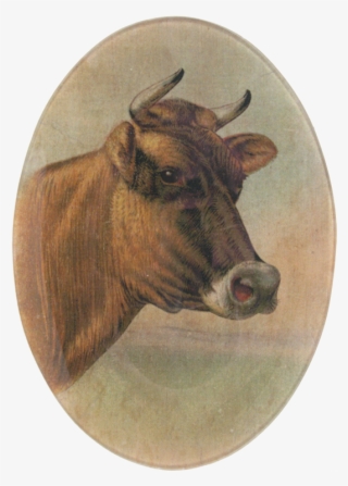 Cattle #4842193