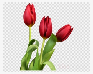 Download Good Morning With Beautiful Flowers Clipart - Beautiful Flowers Good Morning #4842614