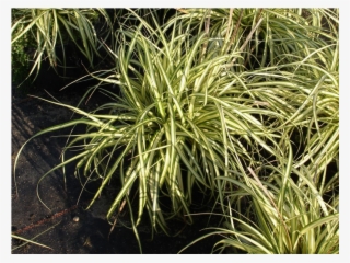 №2010 Carex Hachijoensis Evergold - Sweet Grass #4842844