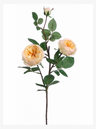 29" Cabbage Rose Spray Yellow Apricot - Cabbage Rose Spray In Pastel Yellow Apricot - 29in. #4843857