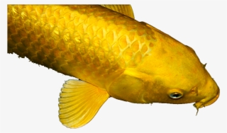 The Golden Carp - Golden Carp Png #4844758
