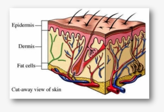 The Skin Is Made Up Of 3 Major Layers, The Hypodermis, - Yellow Fever Mosquito Diagram #4848081