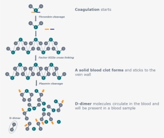 D-dimer Is Produced As The End Product Of Fibrinolysis - D Dimer #4848311