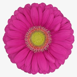 Florist Holland - Gerbera Celebrations #4849954