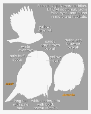 Cape Pygmy-owl Mask 576 - White Stork #4849975
