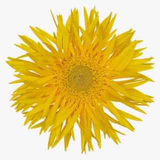 Florist Holland - Sunflower On White Background #4850128