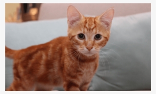 Photo Of Dorito Nk2618 - Arabian Mau #4853345