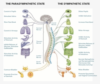 Parasympathetic State - Parasympathetic Somatic Nervous System #4854028
