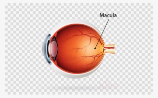 Kodak Uv Blue Lens Clipart Lens Retina Eye - Gold Christmas Tree Ball No Background #4854517