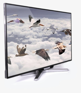 42 Inch Led - Flying Birds #4854688