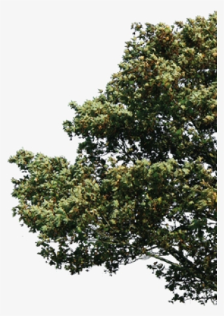 Archive Caleb Cooper - Tree From Side Png #4856217