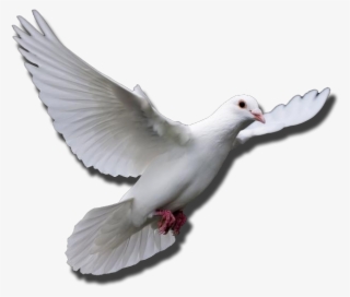 Doves Flying PNG, Transparent Doves Flying PNG Image Free Download - PNGkey