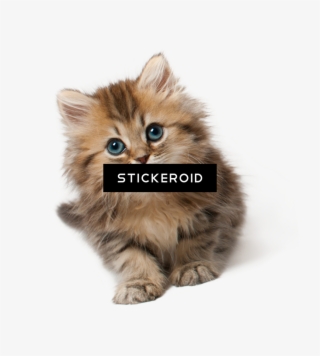 Cute Cat - Kitten Png #4856818
