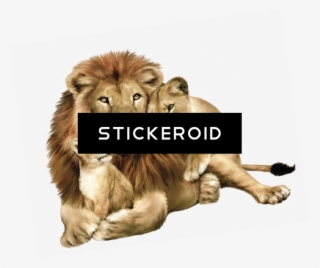 Gujarat Lions Logo - Lion Family #4856969