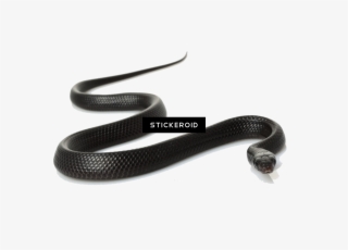 Black Snake - Common Kingsnake #4857614