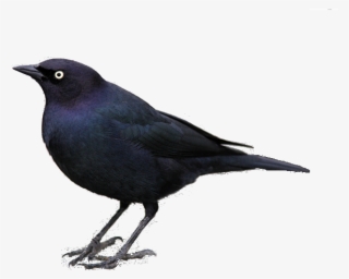 Blackbird - Jpeg #4860191