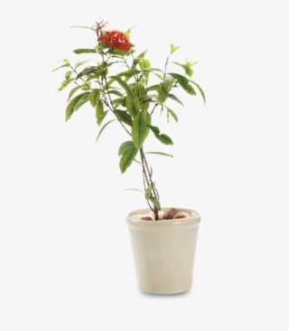 Snake Plant- - Houseplant #4860472