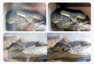 But That's Not Its Only Function - Lens Hood #4864816