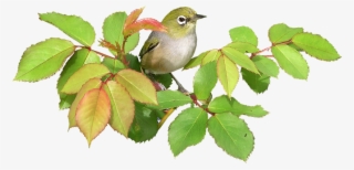 Bird, On, Rose, Cut, Out - Birds Png #4866575