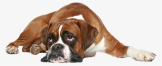 Report Abuse - Get Well Soon Boxer Dog #4867293