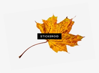 Autumn Sycamore Leaf - Autumn #4867467 Autumn Sycamore Leaf - Autumn #4867467