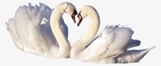 Love Birds Png - Portable Network Graphics #4869971