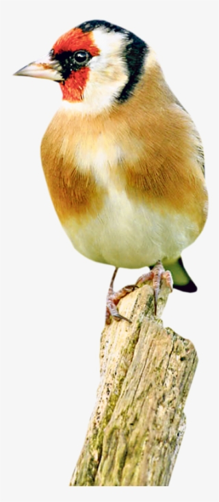 The Goldfinch Colourful Birds, Exotic Birds, Kinds - European Goldfinch #4870121