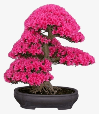 New Japanese Cherry Blossom Seeds A Rare Japanese Variety, - Japanese Sakura Bonsai Flower Tree Seeds #4877380