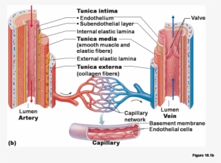 Anatomy Of Blood Vessels Clipart Blood Vessel Circulatory - Blood Vessel Structure Diagram #4879099