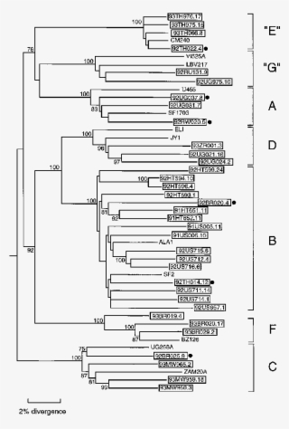 Full-length Env Sequences With Representatives Of Subtypes - Adenovirus Phylogenetic Tree #4879381