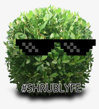 #shrublyfe Hashtag On Twitter - French Lavender - Lavandula Stoechas Bandera #4880022