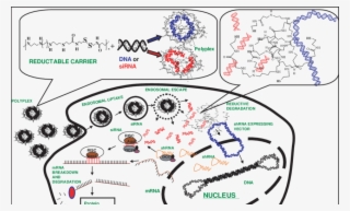 Figure Not Representative Of Scale Of Molecules - Molecule #4880366