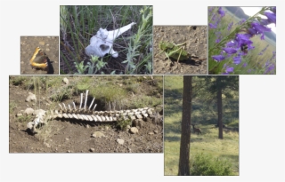 Sunbaked Bones, A Butterfly, A Cool Cricket, A Bumblebee - Larkspur #4880682