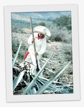 Agave Is Actually The Key Ingredient Of This Iconic - Jimador #4880683