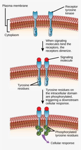 This Illustration Shows Two Receptor Tyrosine Kinase - Extracellular Domain #4880749