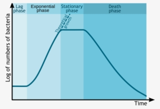 Bacterial Growth Curve - Bacterial Growth Phases #4882165