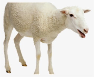 Sheep Png Transparent Images - Transparent Sheep Png #4883345