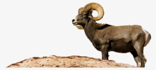 Bighorn Sheep Png - Desert Bighorn Sheep Transparent #4883832
