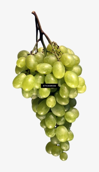 Grape #4884298 Grape #4884298