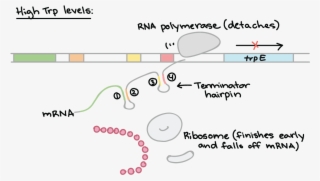 Trp Operon #4884748