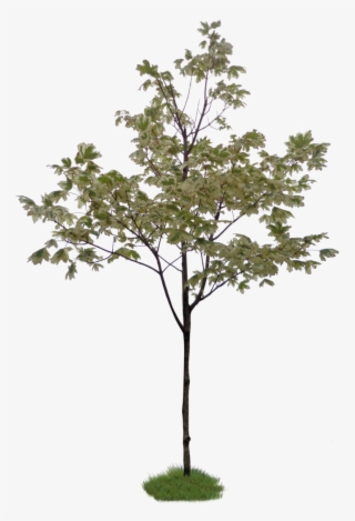 Free Download - Photoshop Little Tree #4884991