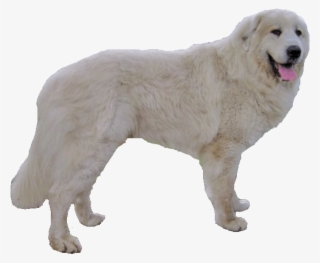 Chien De Montagne Des Pyrennes - Great Pyrenees No Background #4885616