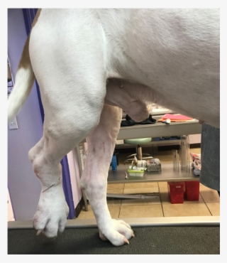 Gulf Coast Humane Society Second Chance Fund - Weimaraner #4885632