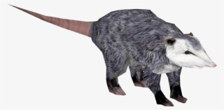 North American Opossum 4 - Wiki #4886642