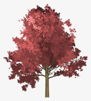 Japanese Maple Cliparts 13, Buy Clip Art - Arbol De Palo Fierro #4887560