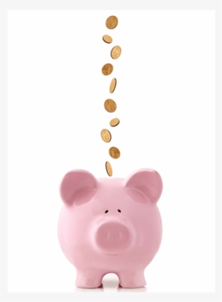 Domestic Pig #4890886