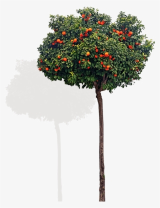 Chair Tree - Front View Tree Png #4891532