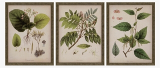 View Larger Image - Giclee Painting: Mendez's Vintage East Indian Plants #4891737