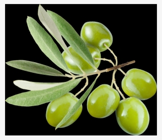 The Top Free Png Stock Image Site On The Web - Olive #4891742