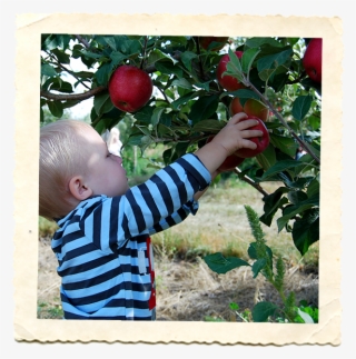 Strawberries - - Picture Frame #4891797